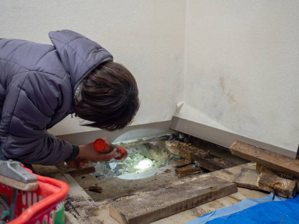 Professional Mold Removal in Whiteriver, AZ