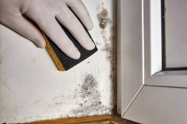  Whiteriver, AZ Mold Removal Pros
